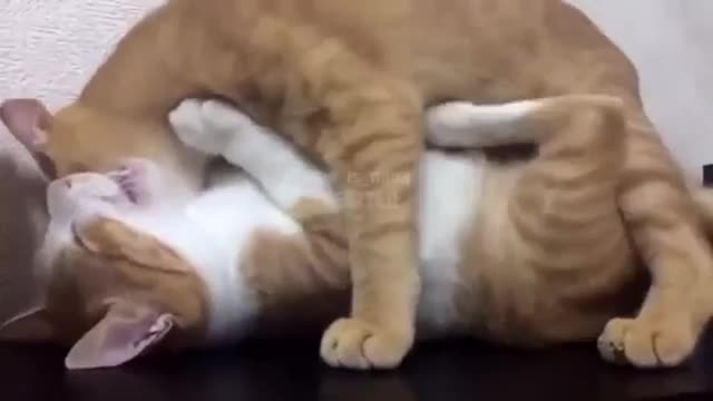 Cats make love so cute