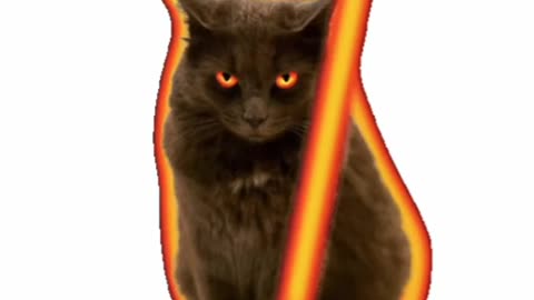 Cat Jedi GIF! ☯️