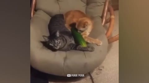 Cucumbers Are Cat_s Enemy - Funny Pet Reaction _ Purr Purr