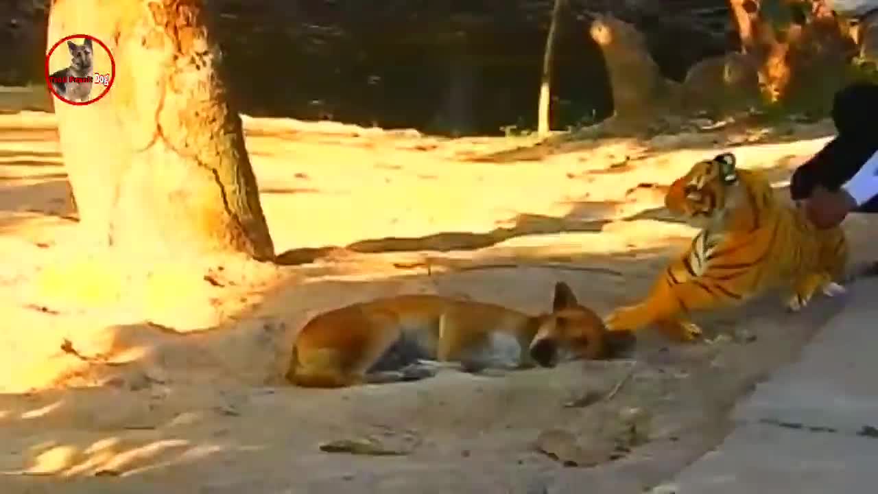 Hilarious animals XD XD