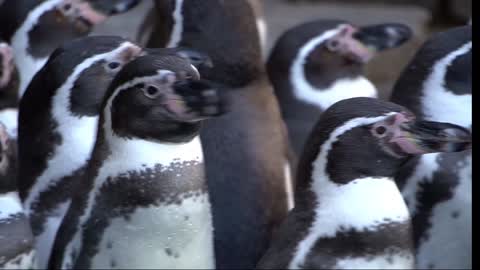 Flock of penguins