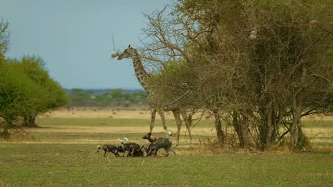 Histories of animals