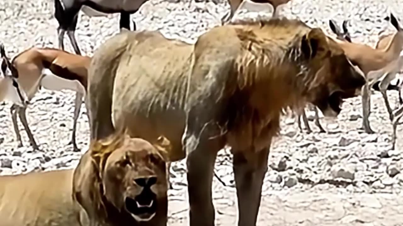 Lions Struggle to Breathe in the Scorching Heat
