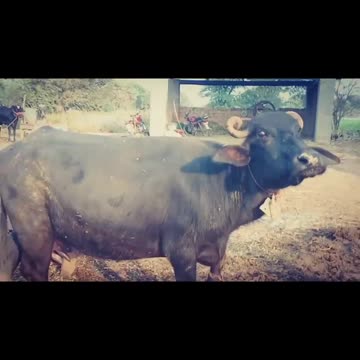 Asian Buffalos don't like suited person.