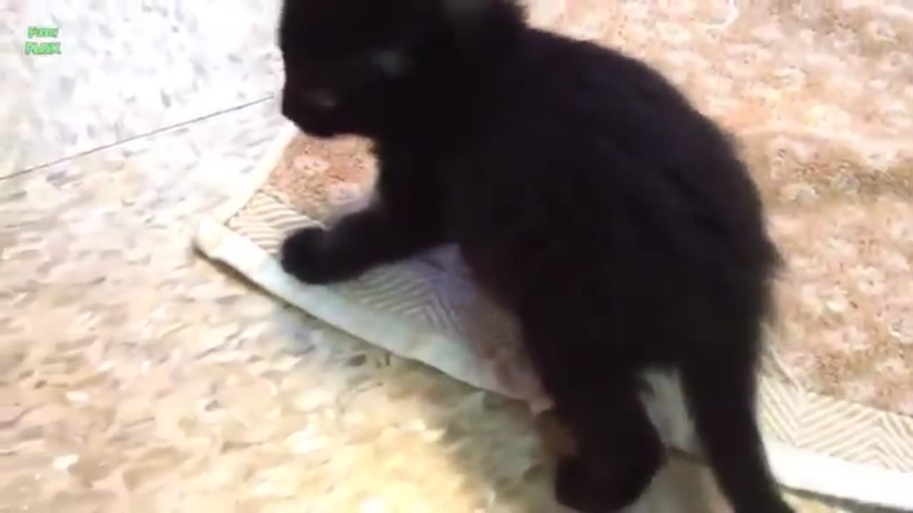 Cats clips