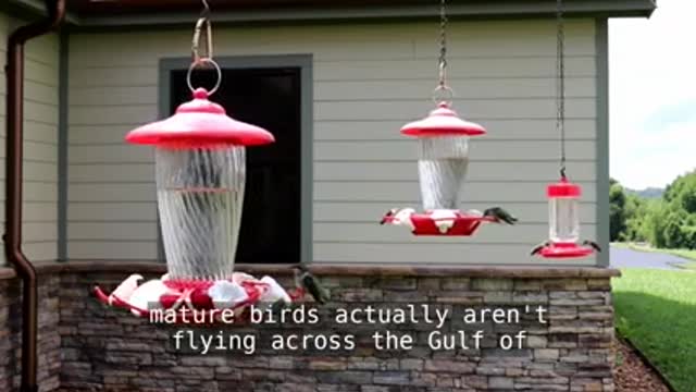 Hummingbird Migration_3