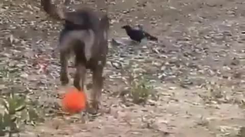 Tremendous friendship of dog and crow #shorts #viral #shortsvideo #video