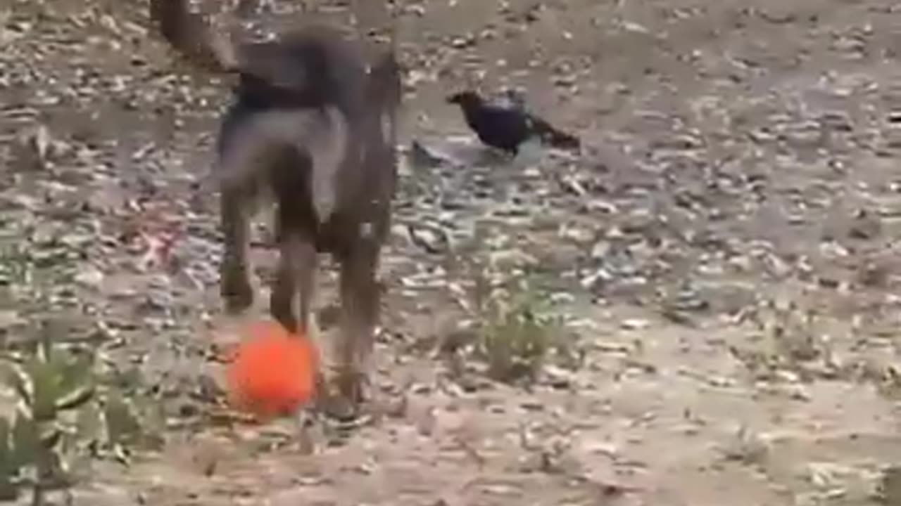 Tremendous friendship of dog and crow #shorts #viral #shortsvideo #video