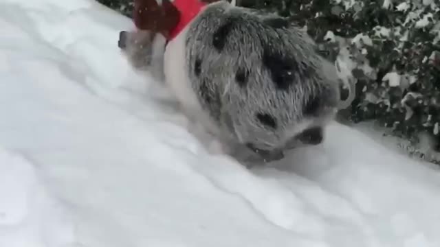 Reindeer Pig