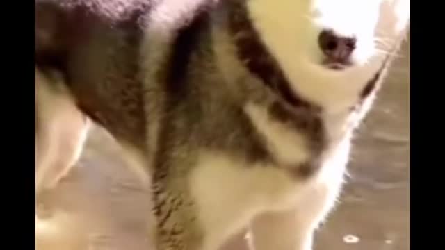 the dog regu lations
