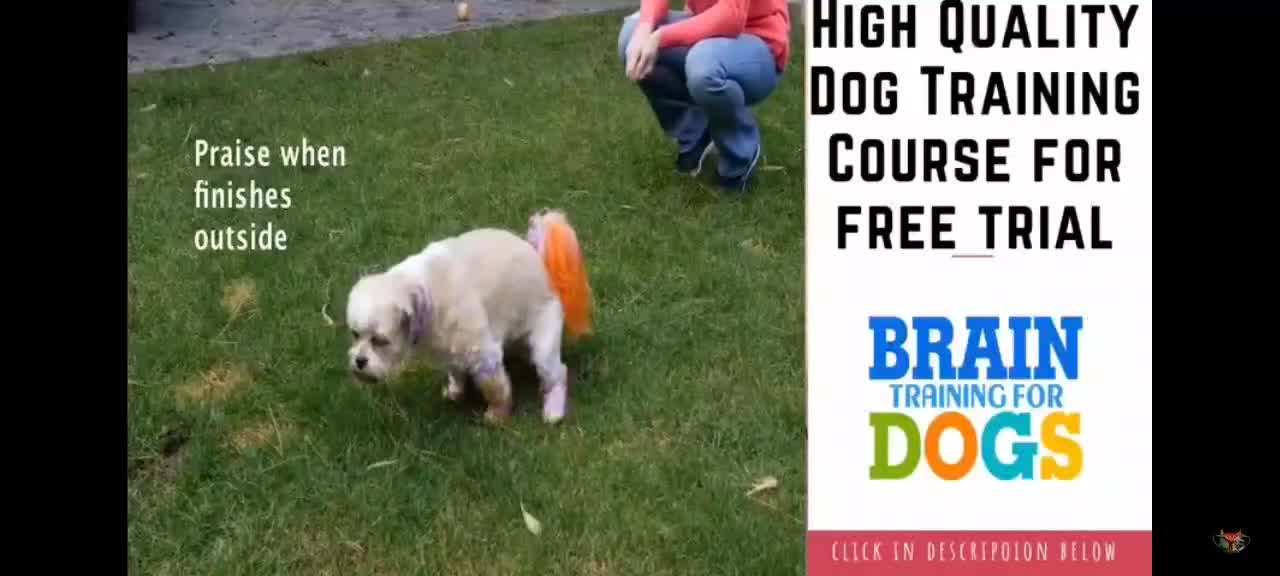 How to train my dog /discipline training /good training