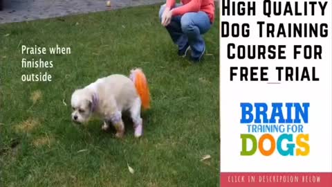How to train my dog /discipline training /good training