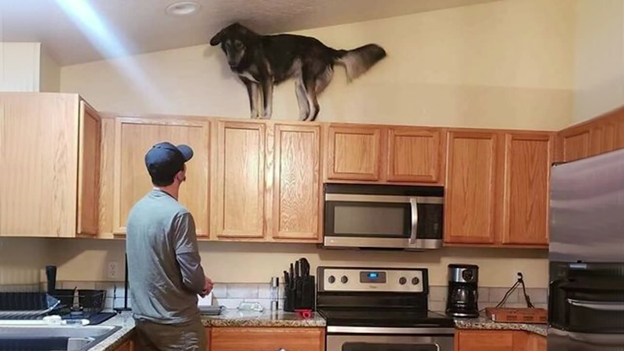 Dog thinks he is part cat 🤣