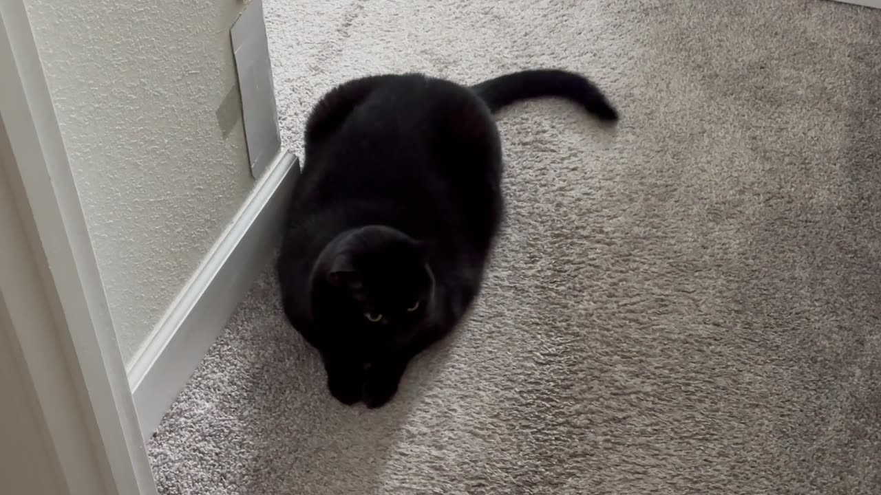 Cute Precious Piper Does a Nice Welcome at the Office Door - Adopting a Cat from a Shelter Vlog