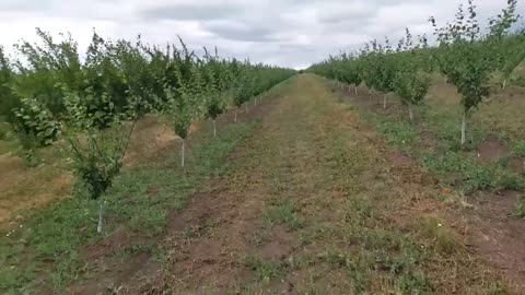 Picking Billions Of Plums In California