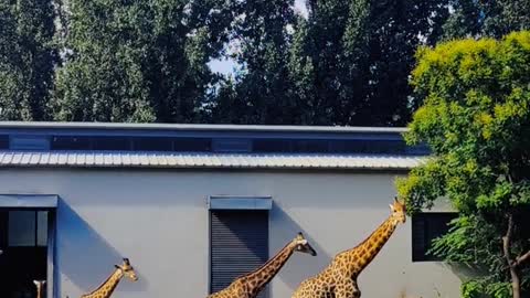 A family of giraffes