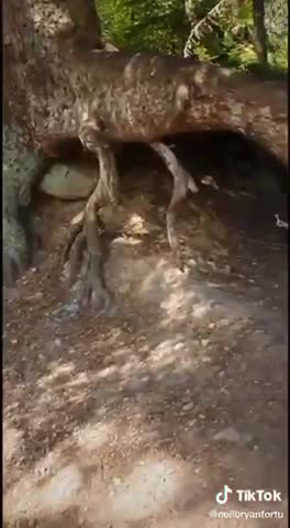 ~WALKING TREE CAUGHT MOVING~