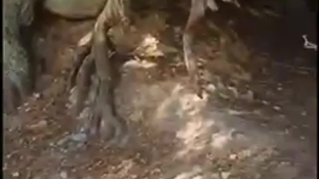 ~WALKING TREE CAUGHT MOVING~