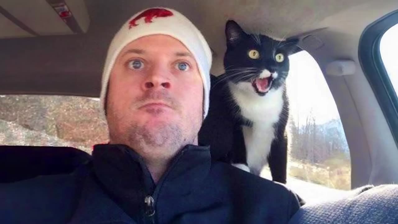 "Why Having a Cat Will Change Your Life 😂 Hilarious Moments with Cats and Humans!"