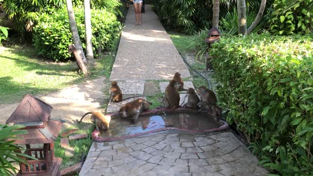 The monkeys in the park drink water