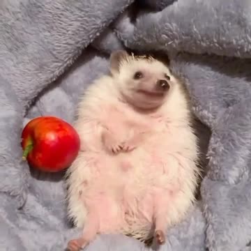 Yum yum bye bye apple 🤣🤣