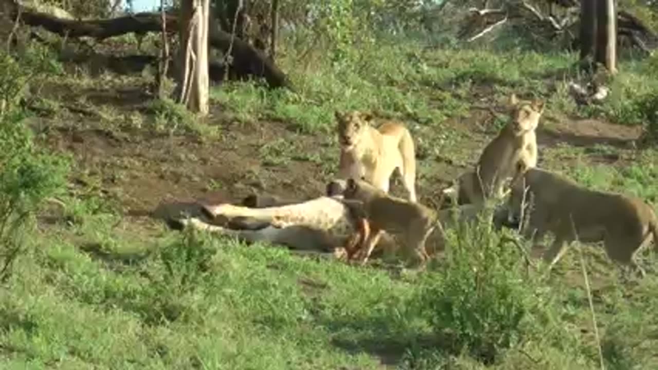 Six lions hunt a giraffe