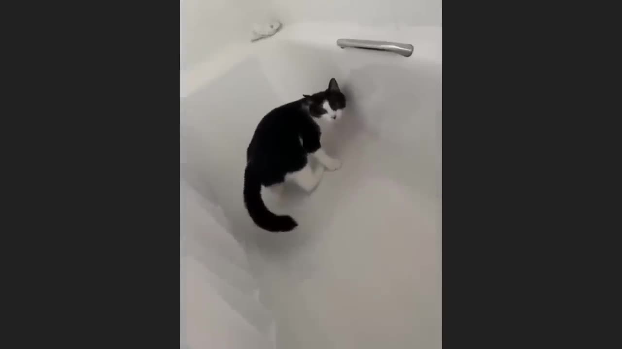 Funniest Animals 😄 New Funny Cats and Dogs Videos 😹🐶