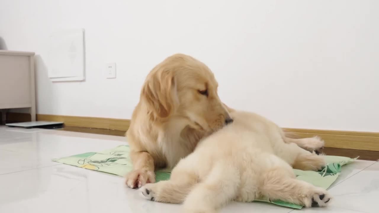 Puppy takes over Golden Retriever's new bed