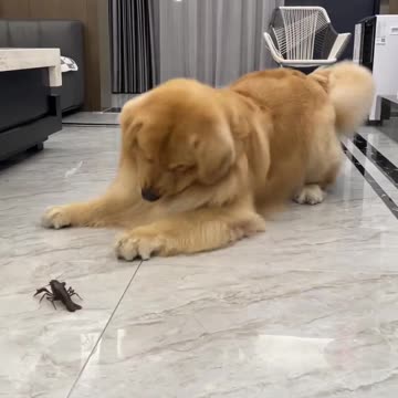 Dog is playing with Scorpion