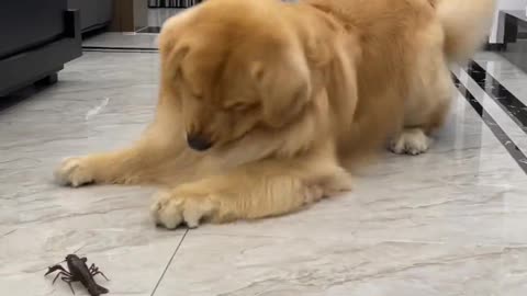 Dog is playing with Scorpion