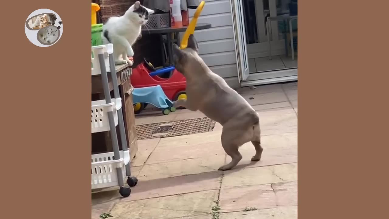 Dogs vs cats fight