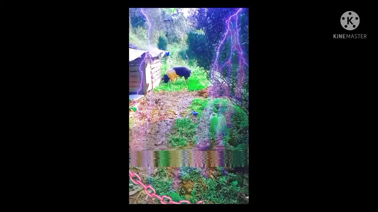 Pigs playing