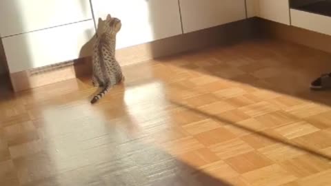 My cat misunderstood the task