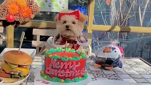 Funny dogs 😂😂😂😂 try not to laugh