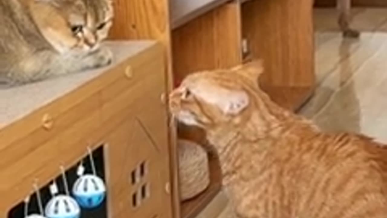 FUNNY CATS vs DOGS 🐱🐶 Best Friends or Enemies? 🐾 New Funniest Animals Videos 2023 😂