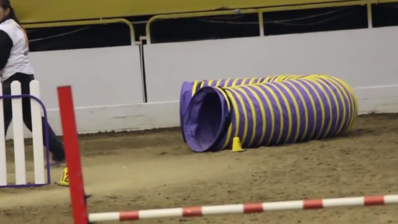 Mastiff competing at dog 🐕🐶 agility