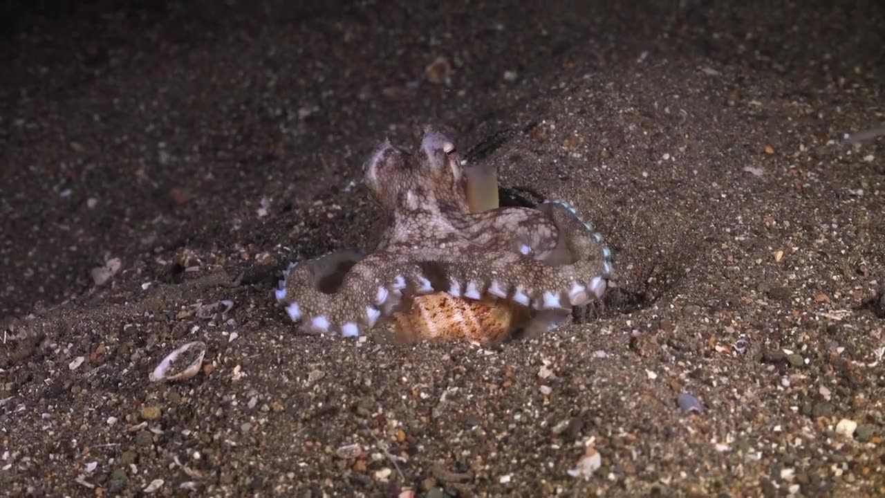 MYSTERIES OF THE SEA PART DOS