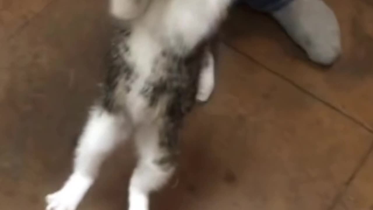 Kitten Wants Her Chicken Wing
