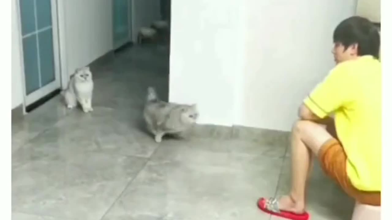 Cat slap