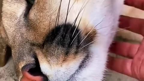 Big Cat Chin Scratches & Boops! AMAZING