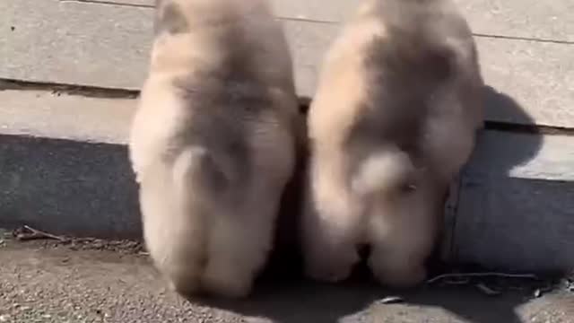 A clingy and lovable puppy
