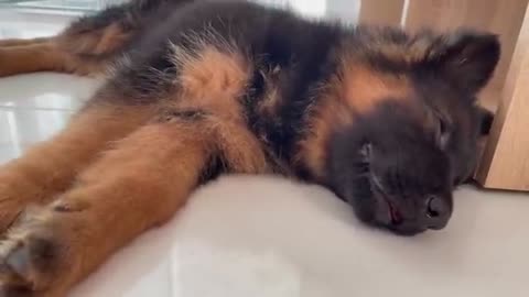 How Funny a German Shepherd Puppy Sleeps [Cuteness Overload]