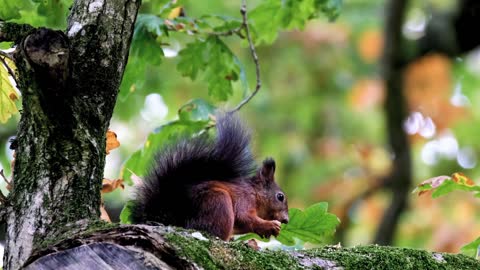 squirrel eating nuts