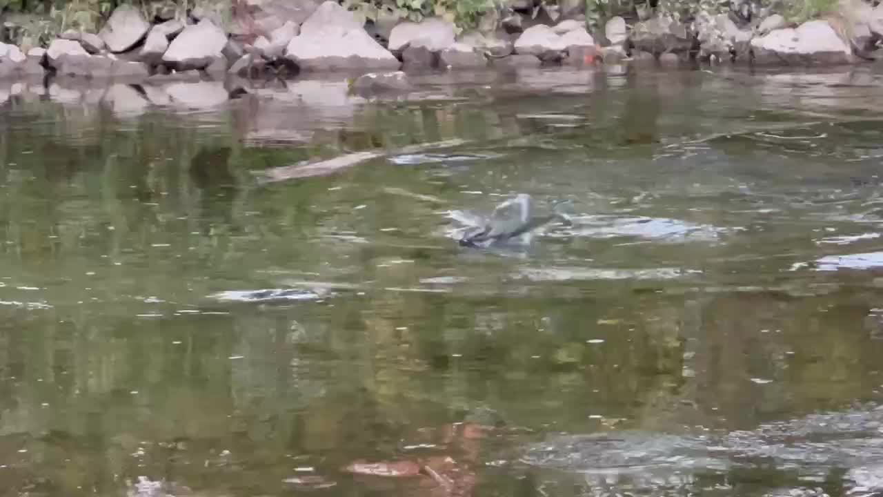 Humber River Salmon Spawning