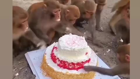 Funny Monkey Birthday 🎊!! I Animals video