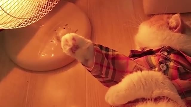 Let me show you how cats in the South spend the winter