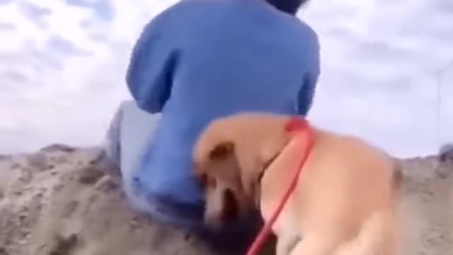 Animal Compilation