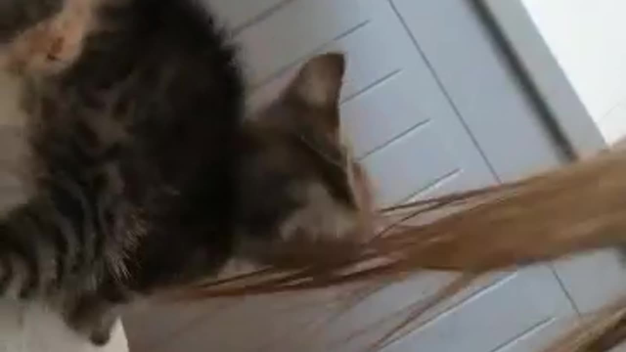 Kitten whiskas vs hair