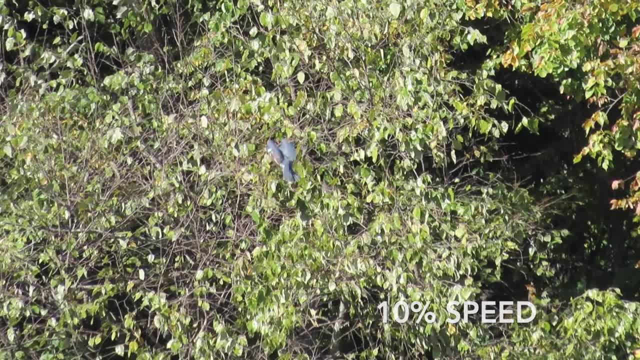 Belted Kingfisher Hovering and Flying (slow motion)