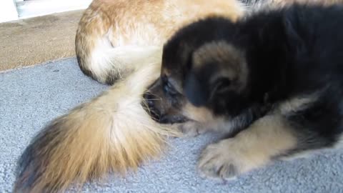 German shepherd puppy - Playing with mom